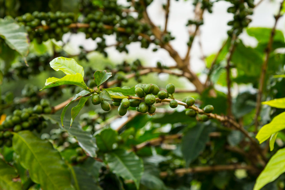 What is Different About Organic Coffee?
