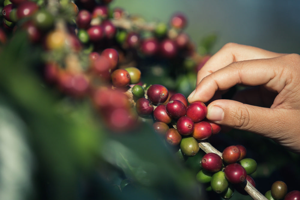 Will Coffee Survive Climate Change? The Role of Sustainable Coffee